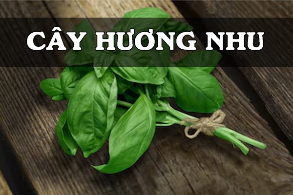 Cây hương nhu