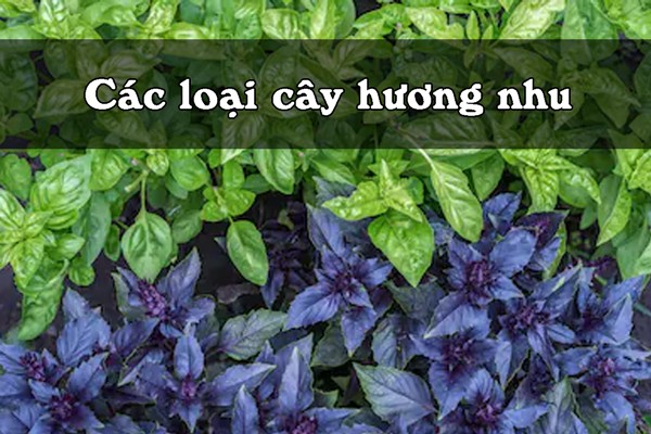 Cây hương nhu