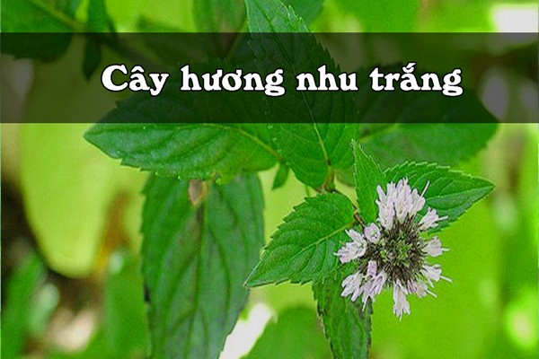 Cây hương nhu