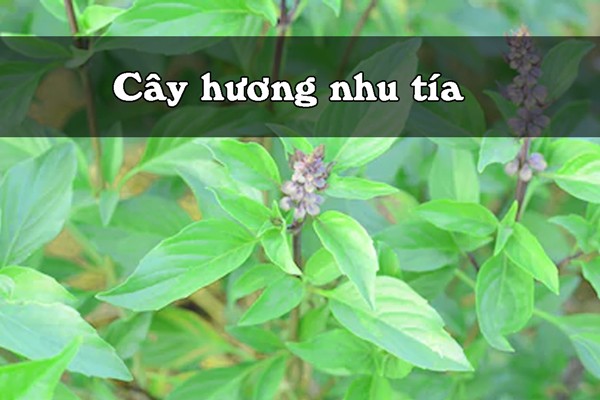 Cây hương nhu