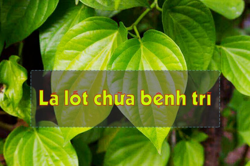 Lá lốt trị bệnh trĩ