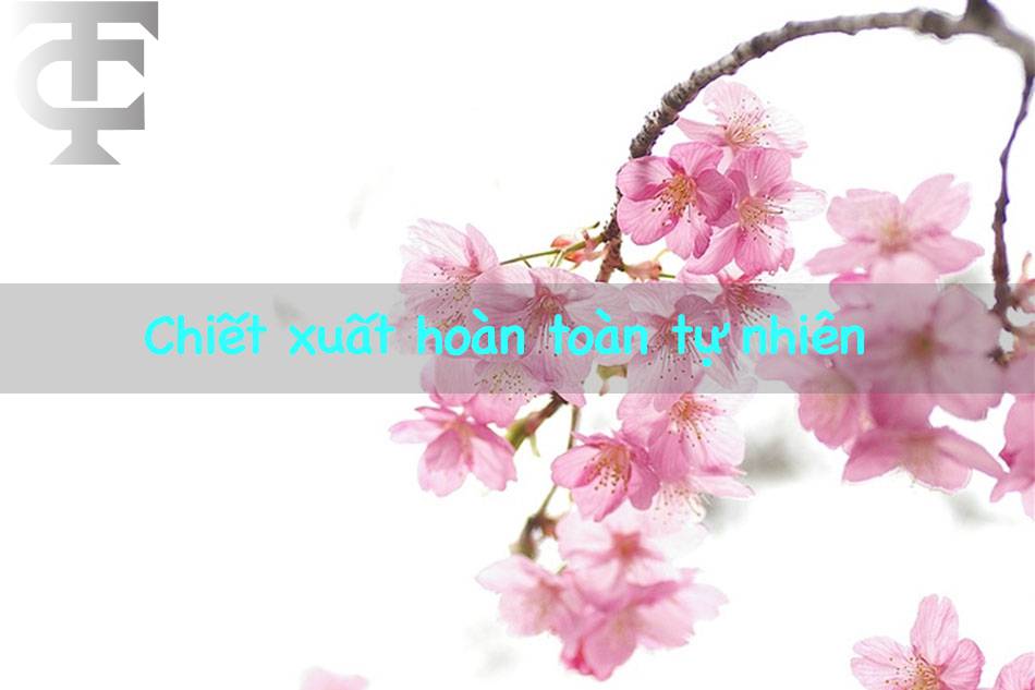 chiết xuất hoàn toàn từ tự nhiên với thành phần từ chiết xuất hoa anh đào