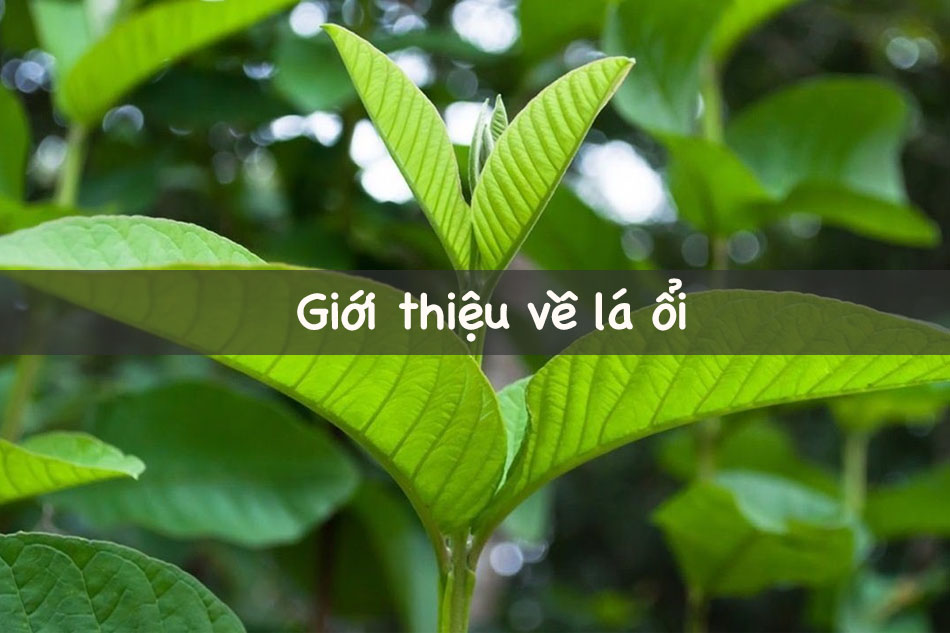 Hình ảnh lá ổi